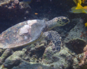 Hawksbill turtle, Wall, Lhaviyani Atoll, Maldives