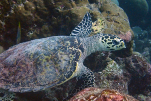 Süssi, hawksbill, adopted Hawksbill turtle, swimming over rocks, Selifushi Outreef, Lhaviyani atoll, Maldives. Image.