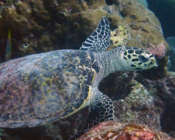 Hawksbill turtle, swimming over rocks, Selifushi Outreef, Lhaviyani atoll, Maldives. Image.