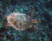 Hawksbill turtle, swimming over reef, Hudhufushi Outreef, Lhaviyani atoll, Maldives. Image.