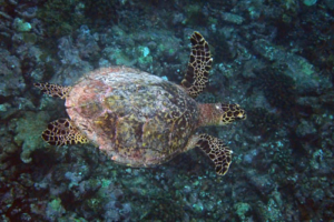 Schildi, hawksbill, adopted by Elena Hawksbill turtle, swimming over reef, Hudhufushi Outreef, Lhaviyani atoll, Maldives. Image.