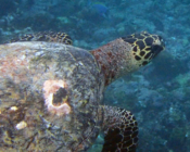 Adopted hawksbill turtle, Maldives. Image.
