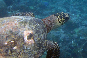 Jeanine, hawksbill, adopted Adopted hawksbill turtle, Maldives. Image.