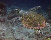 Adopted hawksbill turtle, Maldives. Image.