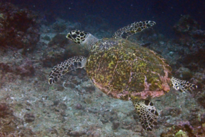 Elma, adopted by Patricia Adopted hawksbill turtle, Maldives. Image.