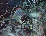 Adopted hawksbill. Maldives. Image