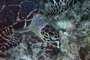 Shelly, adopted by Lydia for Robert. Adopted hawksbill. Maldives. Image