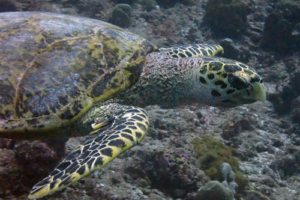 Nikki, hawksbill, adopted Hawksbill turtle, Jaavaakara Outreef, Lhaviyani Atoll, Maldives. Image.
