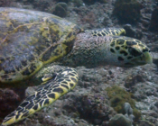 Hawksbill turtle, Jaavaakara Outreef, Lhaviyani Atoll, Maldives. Image.