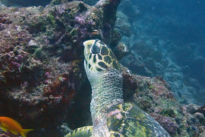 Taffy, hawksbill, adopted by Espresso Solutions Ltd Hawksbill, Jaavaakara Outreef, Lhaviyani, Maldives. Image.