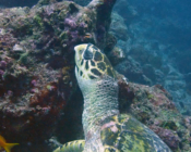 Hawksbill, Jaavaakara Outreef, Lhaviyani, Maldives. Image.