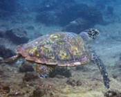 Hawksbill turtle, swimming away over reef, Jaavaakara Outreef, Lhaviyani atoll, Maldives. Image.