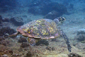 Blossom, hawksbill, adopted by Caidee Salmond (The Aqua Trust) Hawksbill turtle, swimming away over reef, Jaavaakara Outreef, Lhaviyani atoll, Maldives. Image.