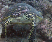 Hawksbill turtle, Jaavaakara Outreef, Lhaviyani Atoll, Maldives. Image.