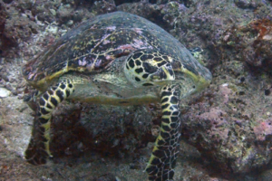 Blitzi, hawksbill, adopted by Claus Hawksbill turtle, Jaavaakara Outreef, Lhaviyani Atoll, Maldives. Image.