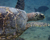 Hawksbill turtle, Jaavaakara Outreef, Lhaviyani Atoll, Maldives. Image.