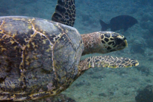 Ilian, hawksbill, adopted by Carole Hawksbill turtle, Jaavaakara Outreef, Lhaviyani Atoll, Maldives. Image.