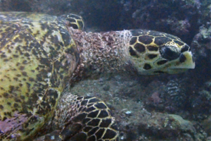 Andrea, hawksbill, adopted by Andrea Meyer Hawksbill turtle, Jaavaakara Outreef, Lhaviyani Atoll, Maldives. Image.