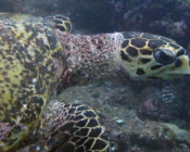 Hawksbill turtle, Jaavaakara Outreef, Lhaviyani Atoll, Maldives. Image.