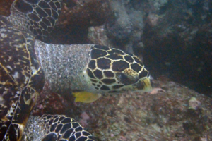 Mona, hawksbill, adopted by Jesper & Anette. Adopted sea turtle in the Maldives. Image.