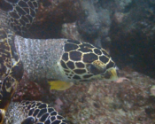 Adopted sea turtle in the Maldives. Image.