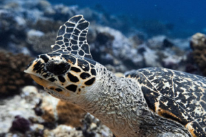 StepLer, hawksbill, adopted for Valeria by Stepan Borodin Hawksbill turtle, Kurethi, Laamu Atoll, Maldives. Image.