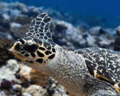 Hawksbill turtle, Kurethi, Laamu Atoll, Maldives. Image.