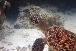 Lexi, hawksbill, adopted by Andrea Hawksbill turtle, Reethi Faru, Lhaviyani atoll, Maldives. Image.