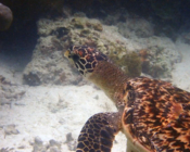 Hawksbill turtle, Reethi Faru, Lhaviyani atoll, Maldives. Image.