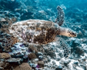 Hawksbill turtle swimming, Fares Beyru, Laamu atoll, Maldives. Image.
