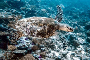 Bimse, hawksbill, adopted by Michael Jonsén Hawksbill turtle swimming, Fares Beyru, Laamu atoll, Maldives. Image.