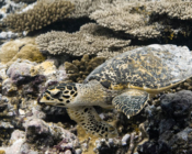 Adopted turtle in the Maldives. Image