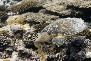 Agent Scully, hawksbill, adopted by Sabine Petzold Adopted turtle in the Maldives. Image