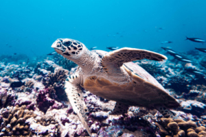 Croner, hawksbill, adopted by Croner Group for Richard Hawksbill turtle swimming up off the reef, Fares Beyru, Laamu atoll, Maldives. Image.