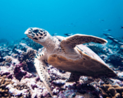 Hawksbill turtle swimming up off the reef, Fares Beyru, Laamu atoll, Maldives. Image.