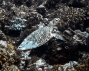 Hawksbill turtle on coral reef, Fares Beyru, Laamu atoll, Maldives. Image.