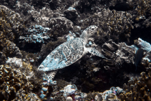 Mubbi, hawksbill, adopted for Lene Holmskov by Michael Jonsén Hawksbill turtle on coral reef, Fares Beyru, Laamu atoll, Maldives. Image.