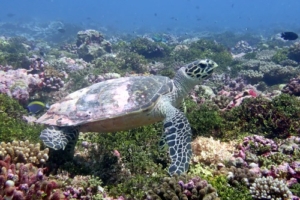 Snu, hawksbill, adopted for Emma Holmskov by Michael Jonsén Hawksbill turtle on coral reef, Kunahandhoo Beyru, Laamu atoll, Maldives. Image.