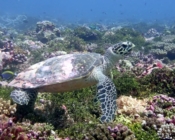 Hawksbill turtle on coral reef, Kunahandhoo Beyru, Laamu atoll, Maldives. Image.