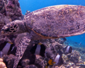 Hawksbill turtle foraging, Makunudhoo Reef, North Male Atoll, Maldives. Image.