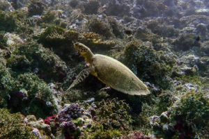 Simone, hawksbill, adopted or Chris. Adopted turtle in the Maldives. Image