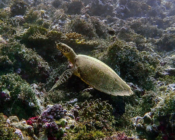 Adopted turtle in the Maldives. Image