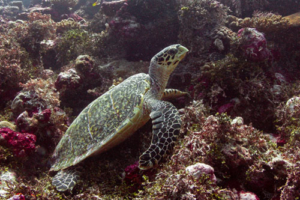 Balu, hawksbill, adopted by Manfred. Adopted turtle in the Maldives. Image