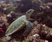 Adopted turtle in the Maldives. Image