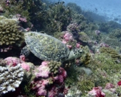 Hawksbill turtle foraging on coral reef, Kurethi, Laamu atoll, Maldives. Image.