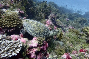 Roejs, hawksbill, adopted for Maria Holmskov by Michael Jonsén Hawksbill turtle foraging on coral reef, Kurethi, Laamu atoll, Maldives. Image.