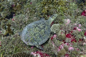 Faluni, hawksbill, adopted for Sara Holmskov by Michael Jonsén Hawksbill turtle on coral reef, Kurethi, Laamu atoll, Maldives. Image.