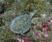Hawksbill turtle on coral reef, Kurethi, Laamu atoll, Maldives. Image.