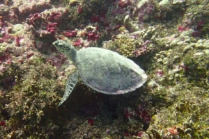Donna, hawksbill, adopted by Angelica for Donna Hawksbill turtle on a coral reef, Kurethi, Laamu atoll, Maldives. Image.