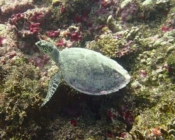 Hawksbill turtle on a coral reef, Kurethi, Laamu atoll, Maldives. Image.